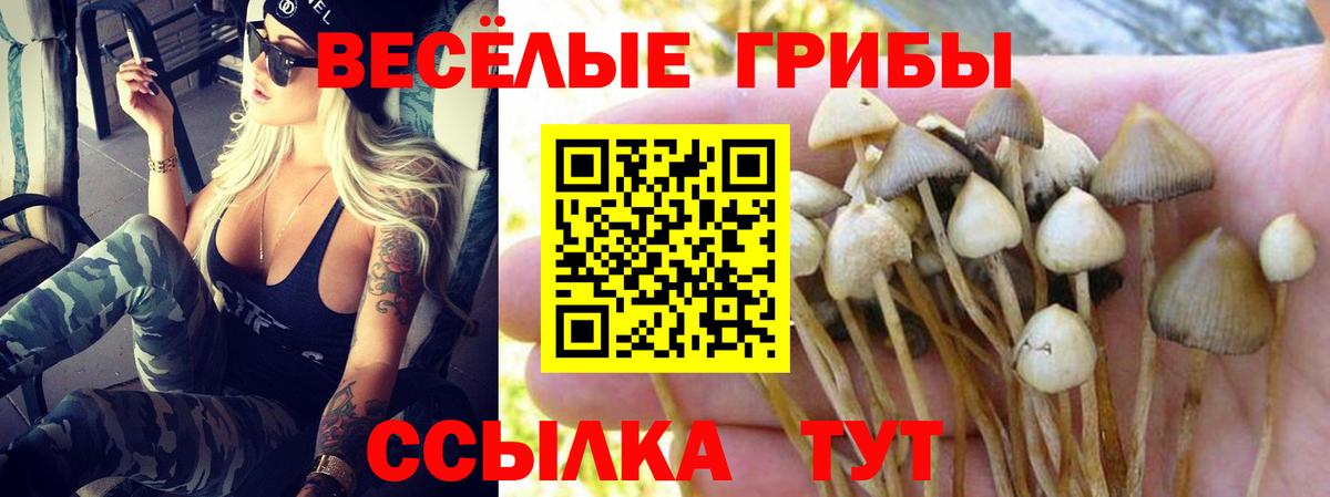 Псилоцибиновые грибы прущие грибы Вышний Волочёк